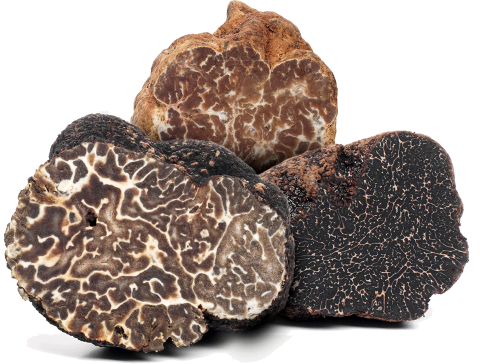 What Is a Truffle?